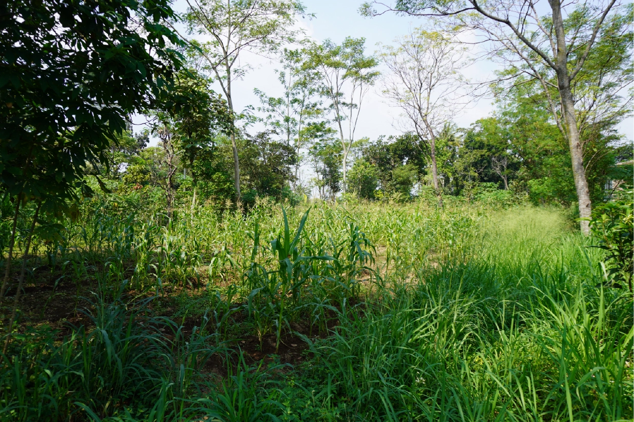 Dijual Sebidang Tanah di Winong, Boyolali