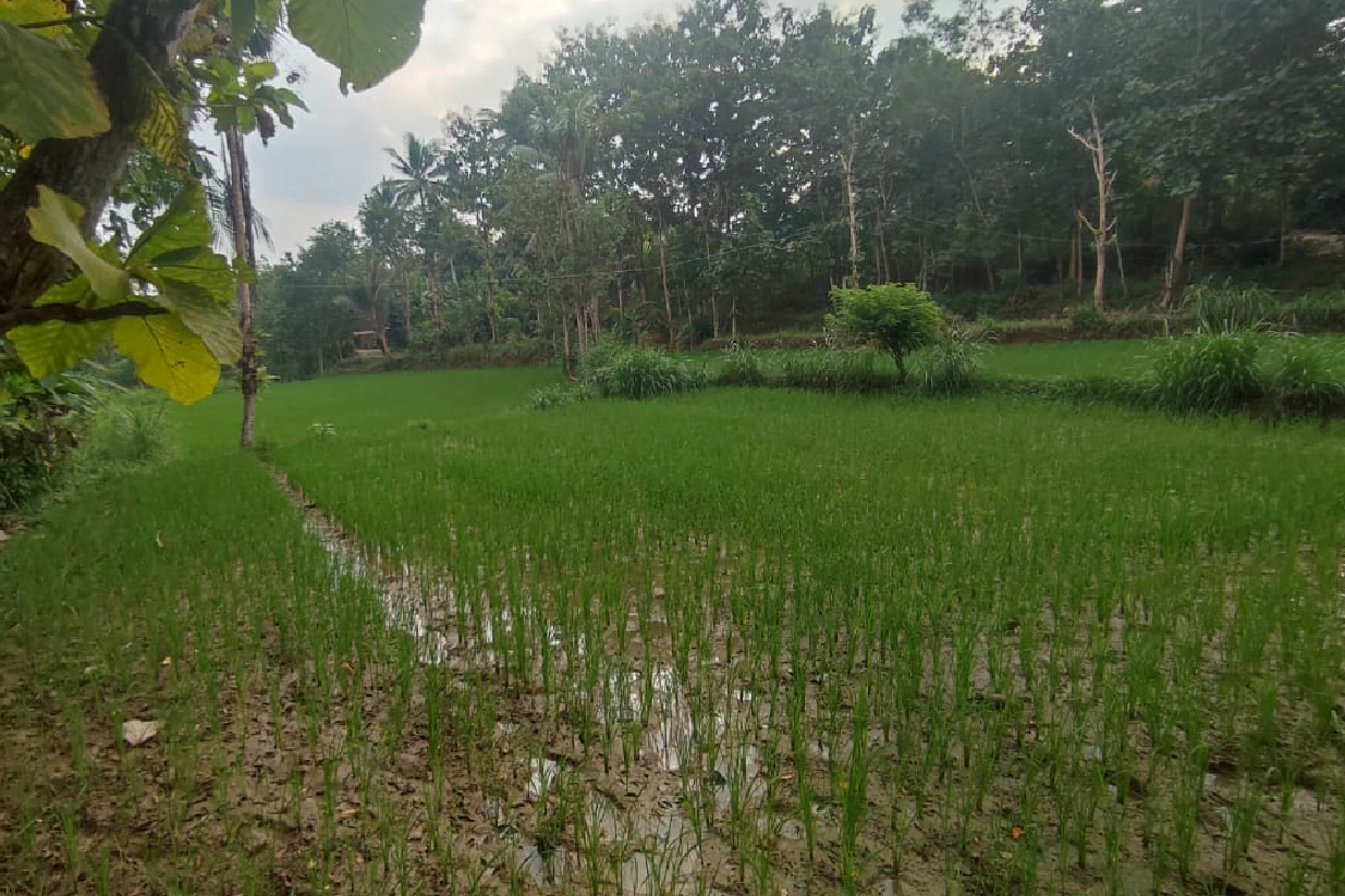 Dijual sebidang Tanah di Pathuk, Gunung Kidul